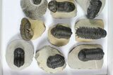 Lot: Assorted Devonian Trilobites - Pieces #92169-2